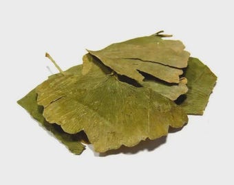 GINKGO BILOBA LEAF| Ginkgo Leaf | Ginkgo Biloba Leaf | Ginkgo | Herbal Tea | Dried Herbs | Herbal Tea| Premium Quality