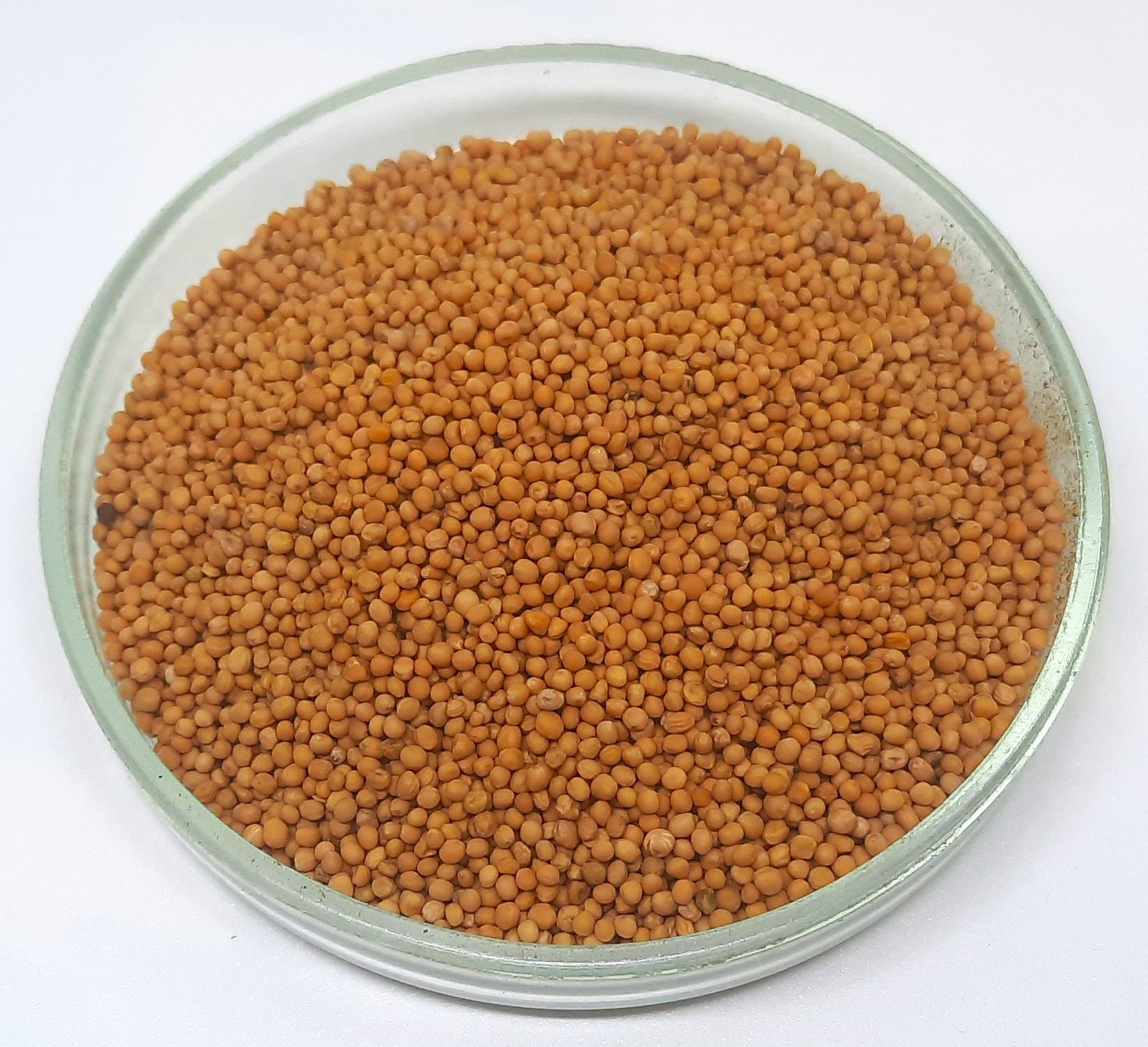 White Mustard Seeds | White Mustard Seeds | Mustard | Sinapis Alba | Spices | Dried Seeds, Aromatic | Cooking | Specialty